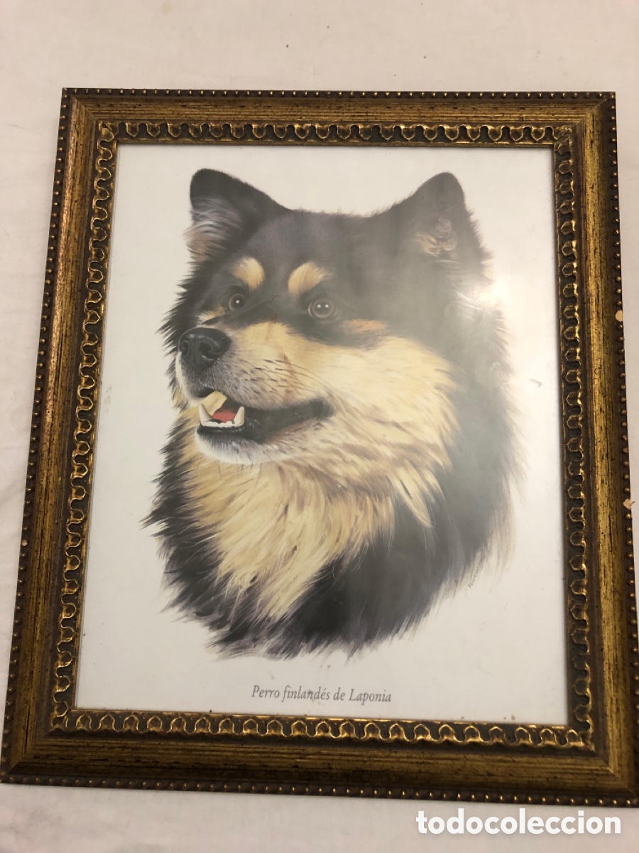 Vintage: Cuadro con cara de perro &ldquo;Perro Finlades de Laponia&rdquo; - Foto 1