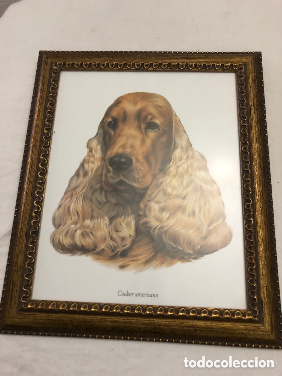Vintage: Cuadro con cara de perro&rdquo;Cocker Americano &ldquo; - Foto 1