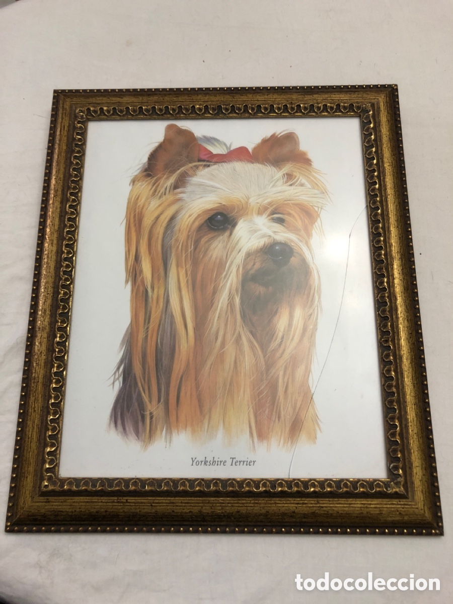 Vintage: Cuadro de cara de perro&rdquo;Yorkshir Terrier&rdquo;