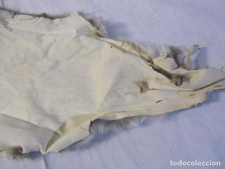 Vintage: 2 pieles completas curtidas - Foto 13