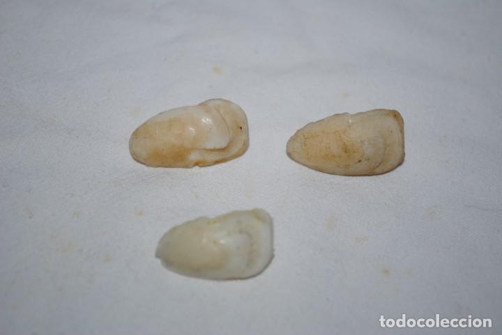 Vintage: LOTE DE HUESOS DE CORVINA - Foto 2