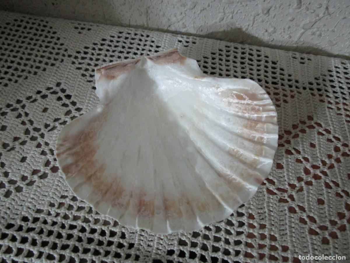 Vintage: PRECIOSA JABONERA CON FORMA DE CONCHA - Foto 1