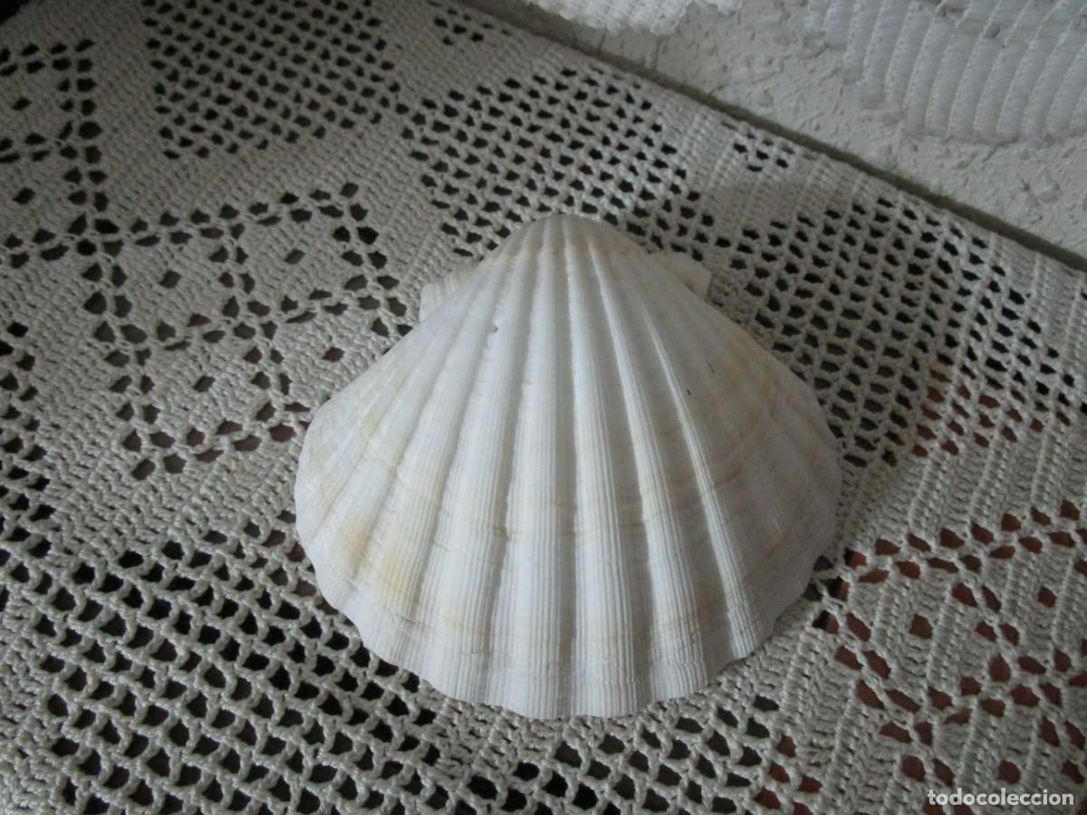 Vintage: PRECIOSA JABONERA CON FORMA DE CONCHA - Foto 2