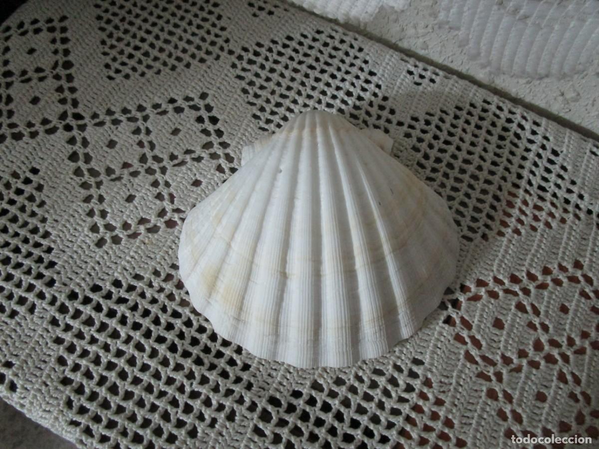 Vintage: PRECIOSA JABONERA CON FORMA DE CONCHA - Foto 3
