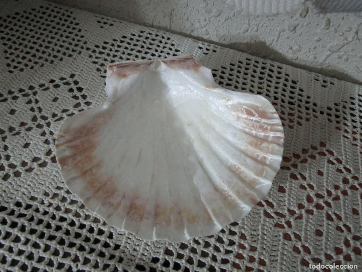 Vintage: PRECIOSA JABONERA CON FORMA DE CONCHA - Foto 4