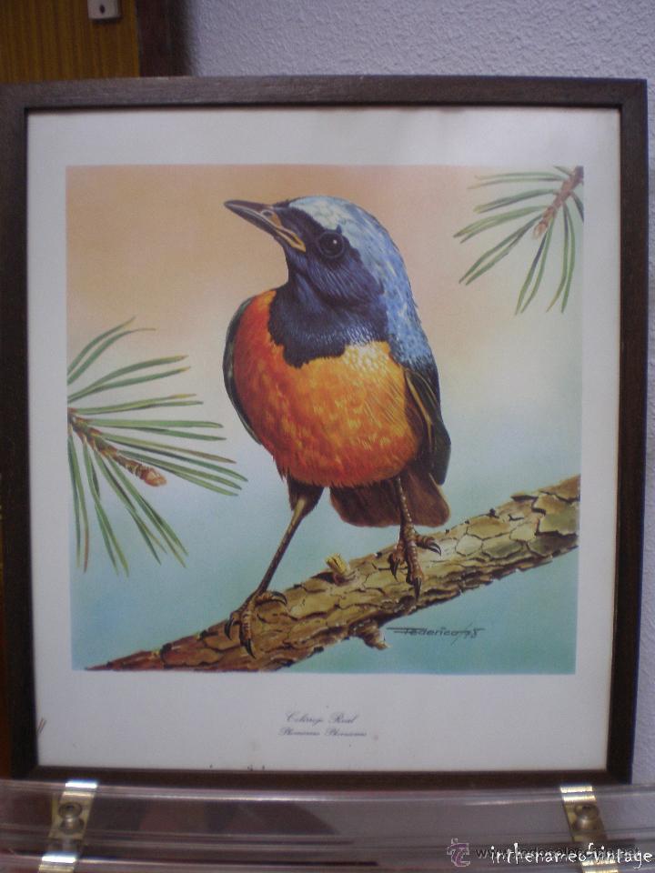 Vintage: CUADRO LAMINA P&Aacute;JAROS ANTIGUO VINTAGE (2 UNIDADES)