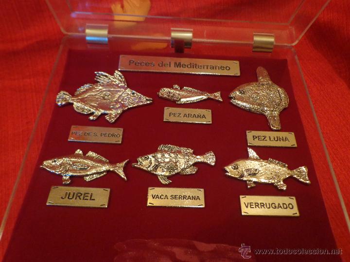 Vintage: CAJA EXPOSITORA DE PECES DEL MEDITERRANEO