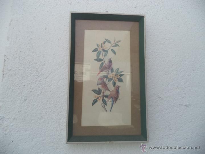 Vintage: lamina pajaro - Foto 1
