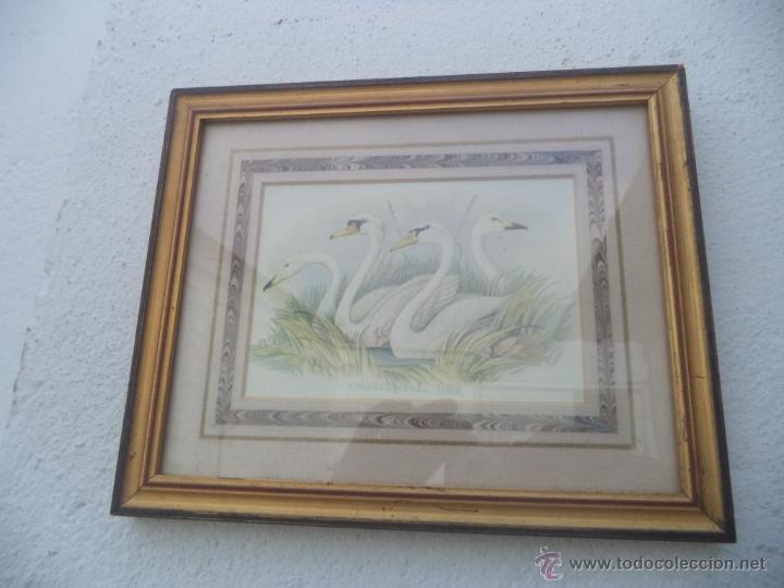 Vintage: lamina cisne - Foto 1