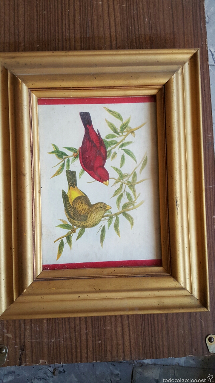 Vintage: Marco dorado con lamina de pajaros  28x35cm