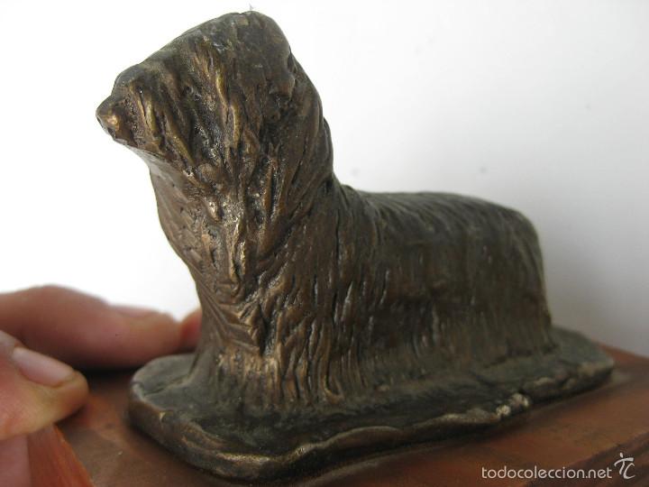 Vintage: PERRO YORKSHIRE TERRIER EN BRONCE EN PEANA DE MADERA - Foto 5