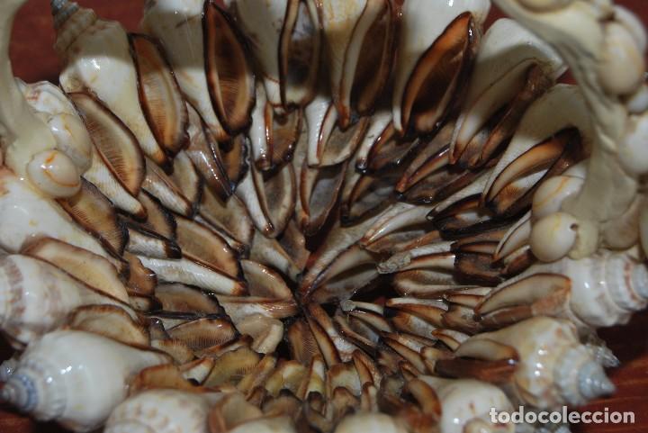 Vintage: CESTO DE CONCHAS Y CARACOLAS - A&Ntilde;OS 60 - CESTA - Foto 3