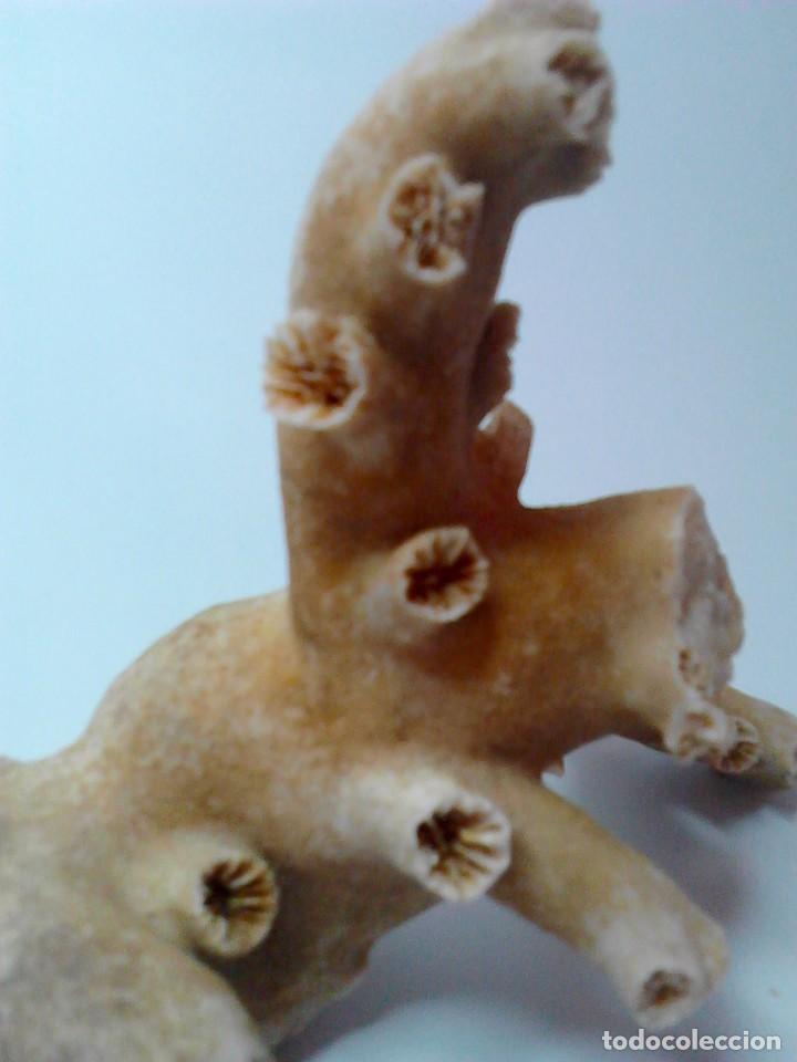 Vintage: CORAL blanco. 27 x 23 x 5 cm.
