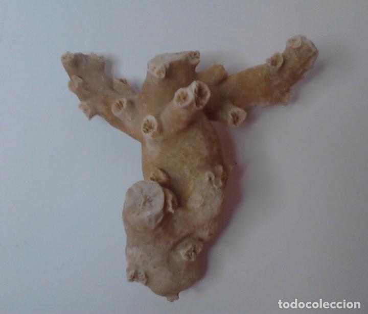 Vintage: CORAL blanco. 27 x 23 x 5 cm. - Foto 2