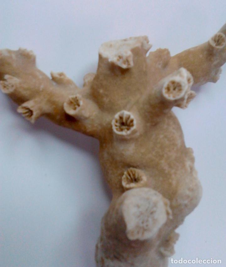 Vintage: CORAL blanco. 27 x 23 x 5 cm. - Foto 3