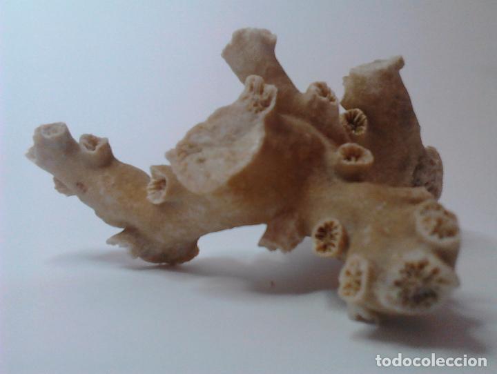 Vintage: CORAL blanco. 27 x 23 x 5 cm. - Foto 4