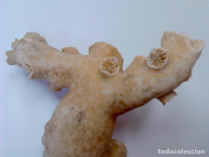 Vintage: CORAL blanco. 27 x 23 x 5 cm. - Foto 5