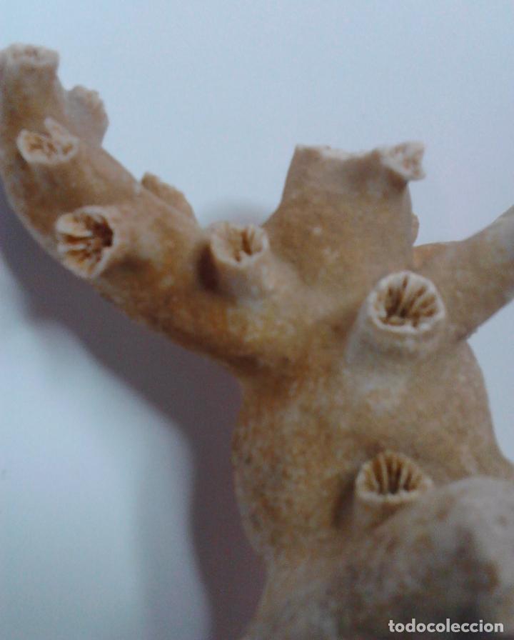 Vintage: CORAL blanco. 27 x 23 x 5 cm. - Foto 6