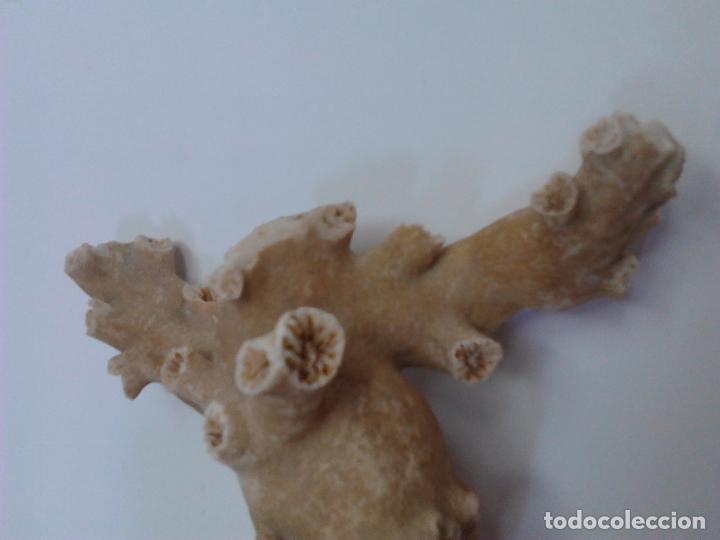Vintage: CORAL blanco. 27 x 23 x 5 cm. - Foto 7