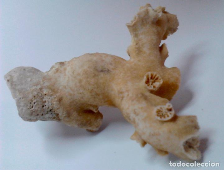 Vintage: CORAL blanco. 27 x 23 x 5 cm. - Foto 8