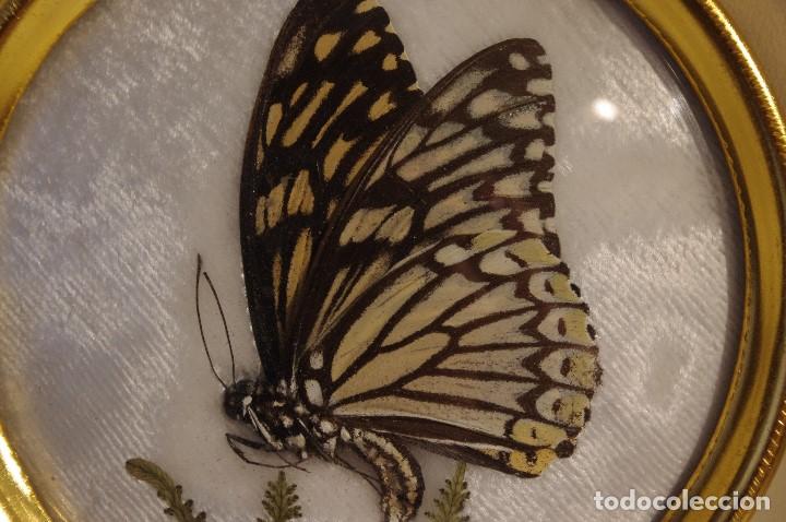 Vintage: ADORNO COLGANTE DE PARED CON MARIPOSA DISECADA DE LA INDIA. A&Ntilde;OS 70