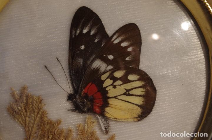 Vintage: COLGANTE DE PARED CON MARIPOSA DISECADA DE LA INDIA  A&Ntilde;OS 70