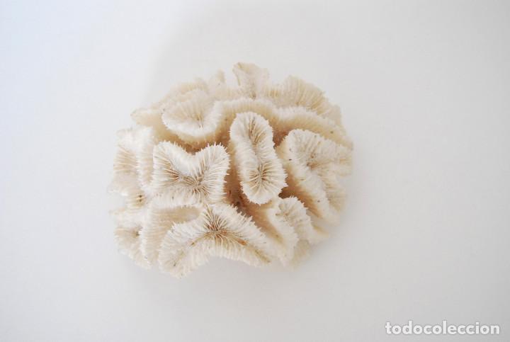 Vintage: Coral cerebro - Foto 1