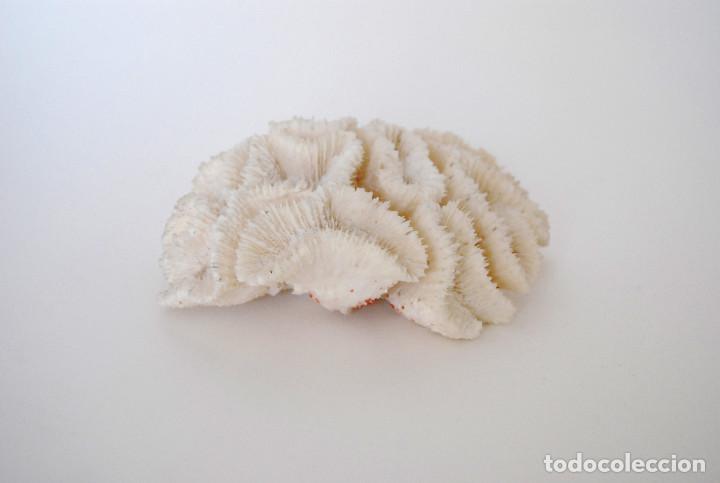 Vintage: Coral cerebro - Foto 2