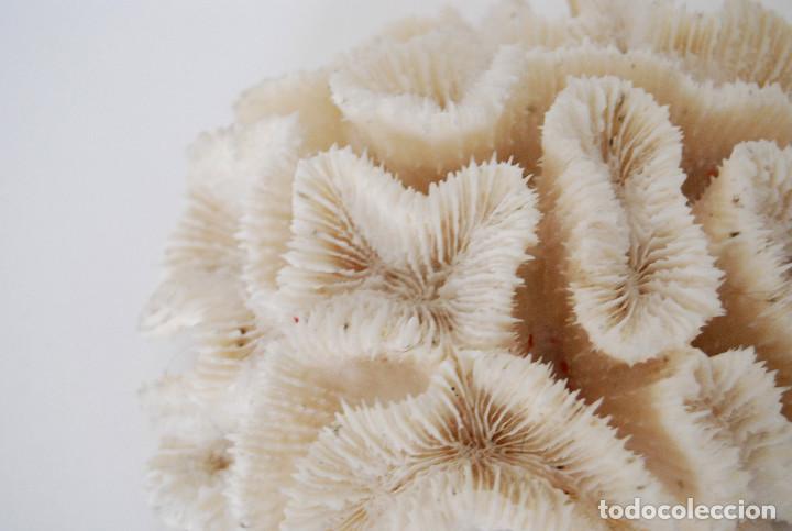 Vintage: Coral cerebro - Foto 3