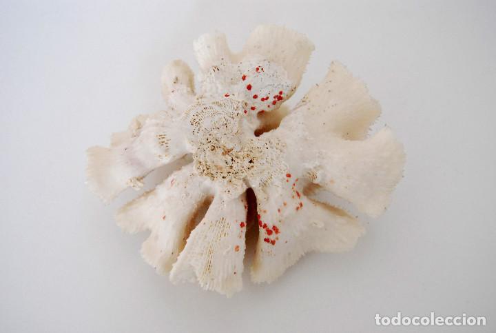 Vintage: Coral cerebro - Foto 4