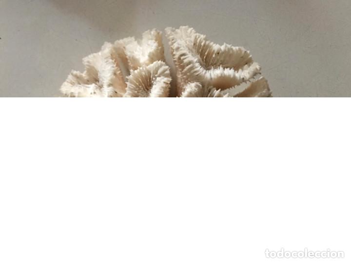 Vintage: Coral cerebro - Foto 5