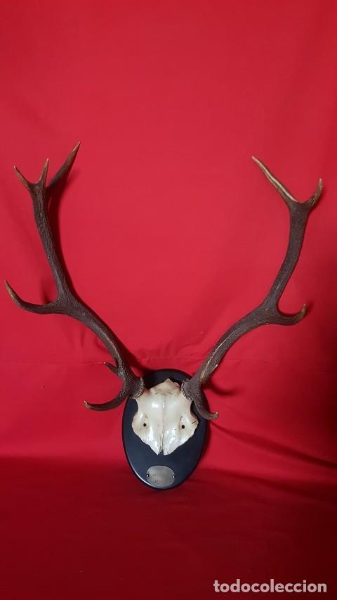 Vintage: Cornamenta de venado 1981. Alta Alta.