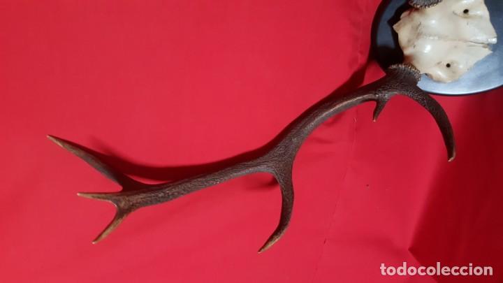 Vintage: Cornamenta de venado 1981. Alta Alta. - Foto 3