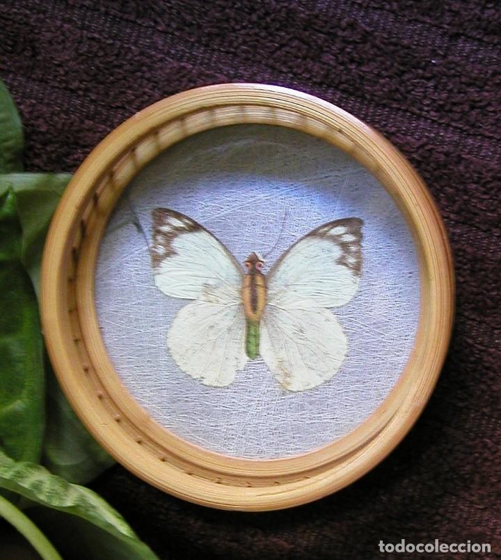 Vintage: POSAVASOS PARA BOTELLAS EN MADERA Y CRISTAL CON MARIPOSA D&Eacute;CADA 70 8,5 CM DI&Aacute;METRO