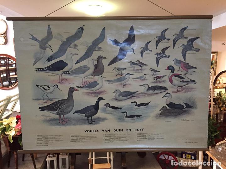Vintage: Antiguo mapa original de escuela de Aves de marismas y costa By H.J.Slijper para NVWJ Thieme&Cie Hol