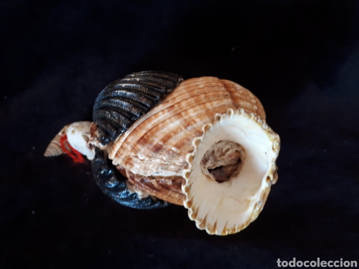 Vintage: Figura pavo conchas - Foto 2