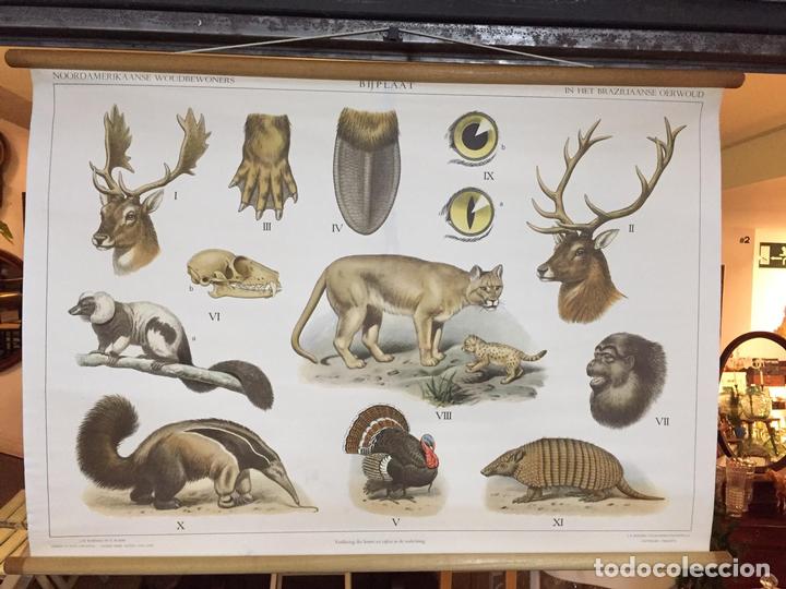 Vintage: Antiguo mapa original de escuela de Animales del bosque en Am&eacute;rica del Norte By M.A.Koekkoek para J.