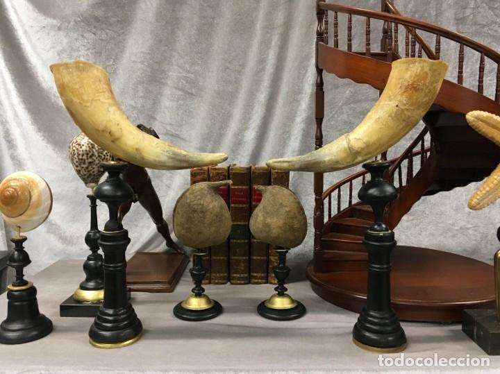 Vintage: Pareja de Cuernos Objeto de Decoraci&oacute;n de Escritorio - Foto 1