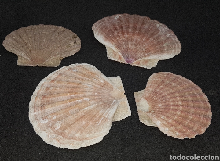 Vintage: Lote de conchas - car01 - Foto 1