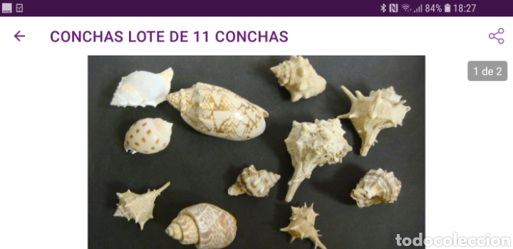 Vintage: Lote de 11 conchas - Foto 1