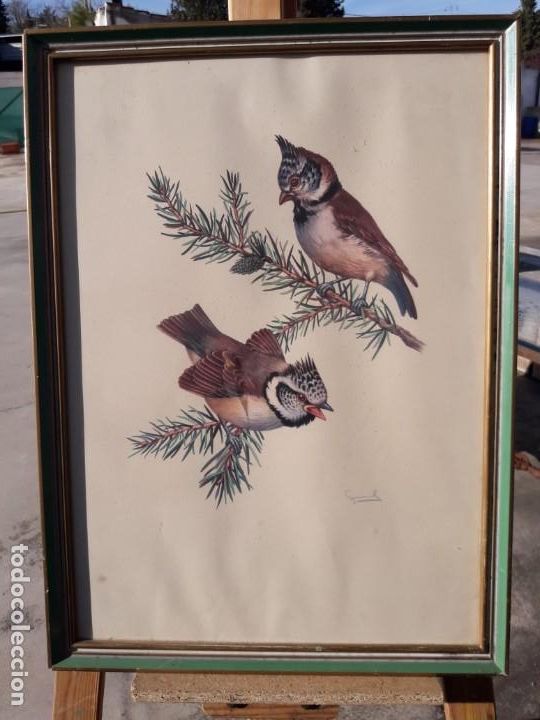 Vintage: P&aacute;jaros enmarcados - Foto 1