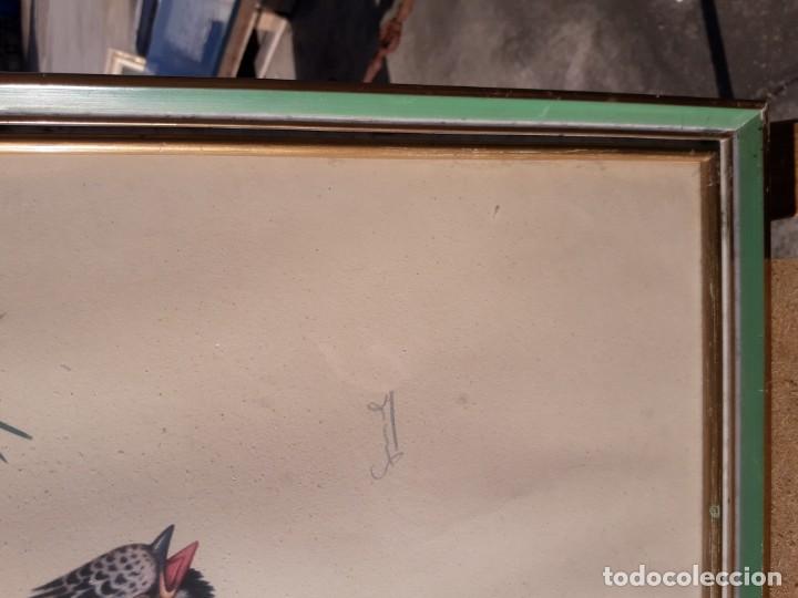 Vintage: P&aacute;jaros enmarcados - Foto 3