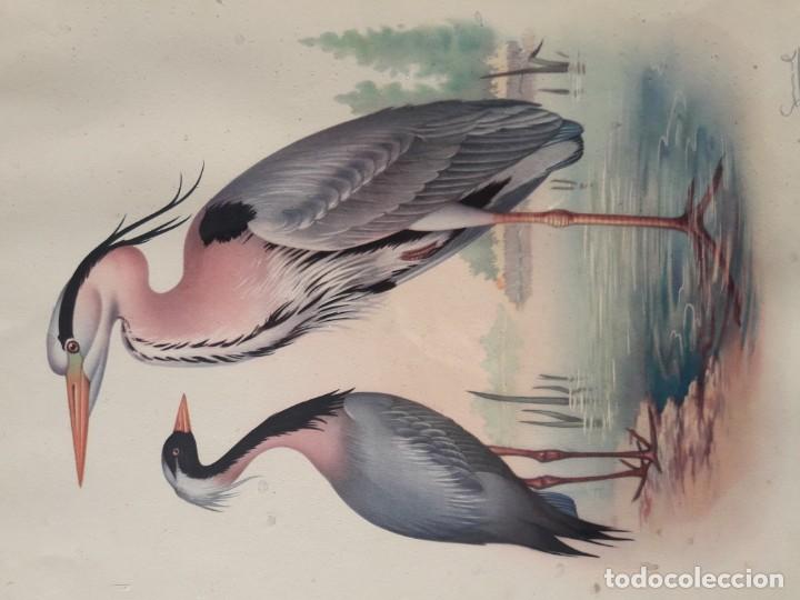 Vintage: Garzas enmarcadas - Foto 2