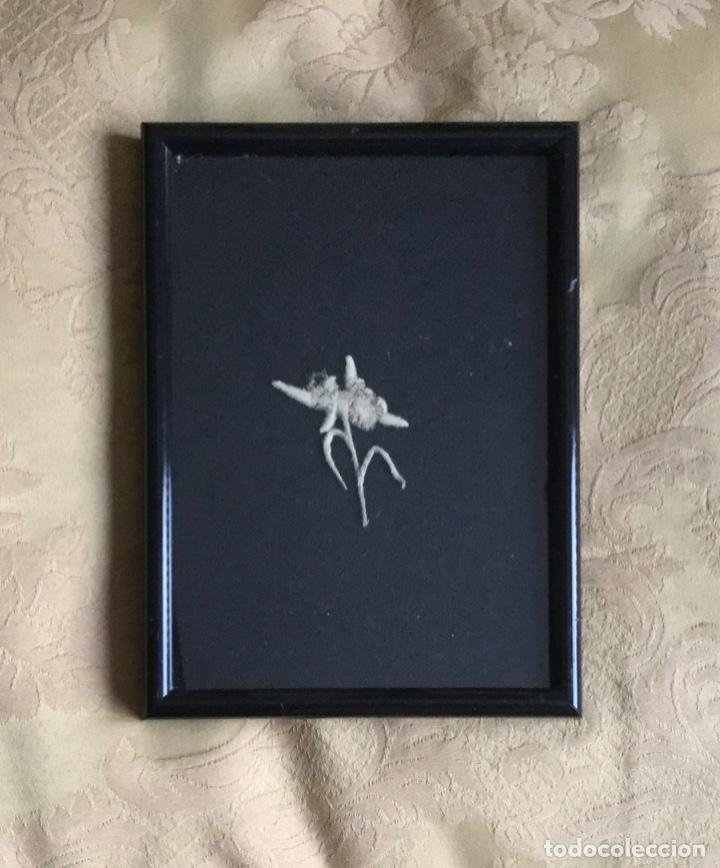 Vintage: FLOR DE EDELWEIS ENMARCADA EN NEGRO