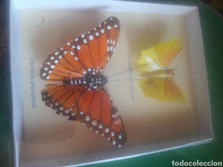 Vintage: Mariposas pintadas - Foto 3