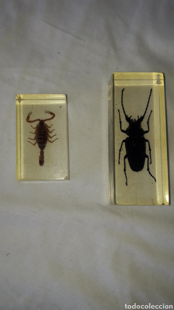 Vintage: Insectos disecados en metracrilato pisapapeles escorpion