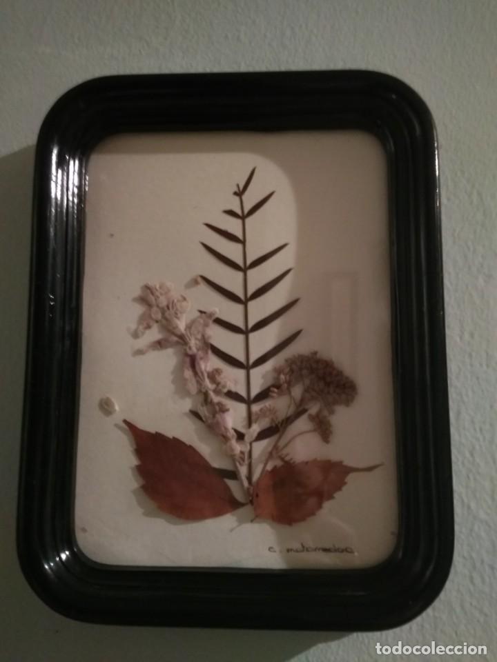 Vintage: CUADRO CON FLOR SECA A&Ntilde;OS 60 - Foto 1