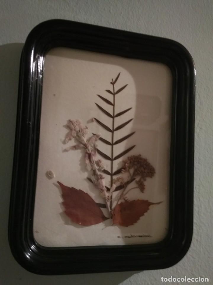 Vintage: CUADRO CON FLOR SECA A&Ntilde;OS 60 - Foto 3