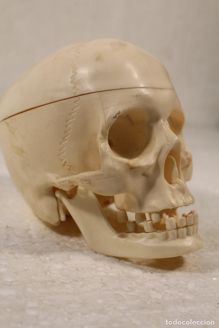 Vintage: calavera humano Replica M&eacute;dico trazos anat&oacute;mico insegnamento m&eacute;dico esqueleto Halloween