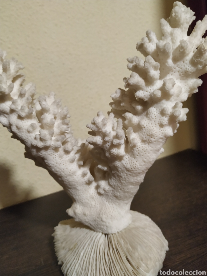 Vintage: Pieza de coral antiguo - Foto 4